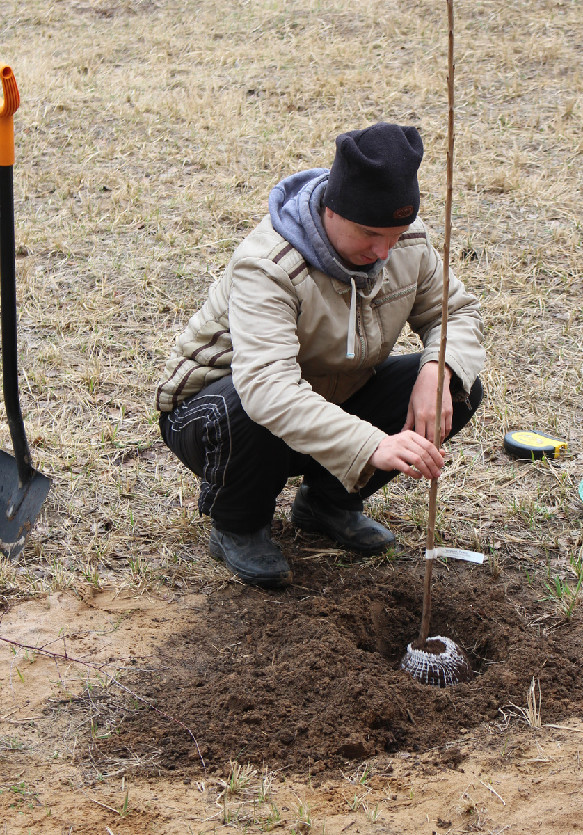 18 апреля 2018 года - посадка саженца в заранее подготовленую посадочную яму