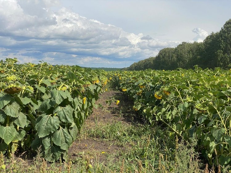    Урожай при любой погоде