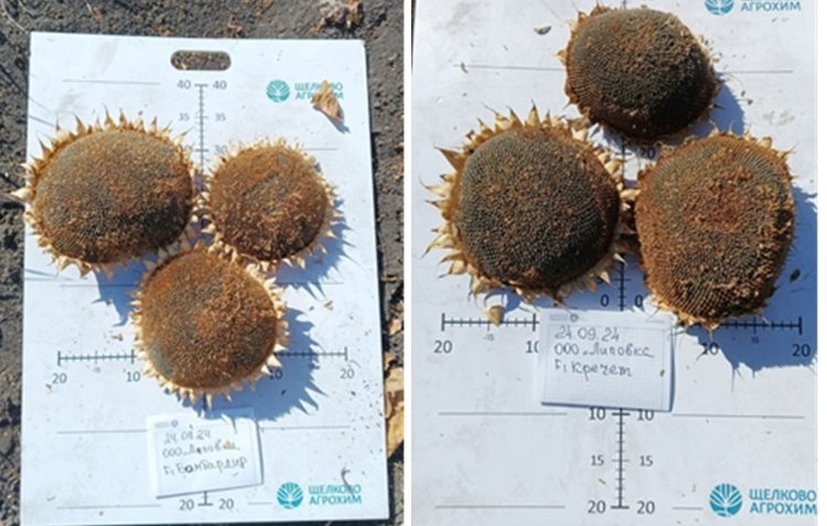     Урожай при любой погоде
