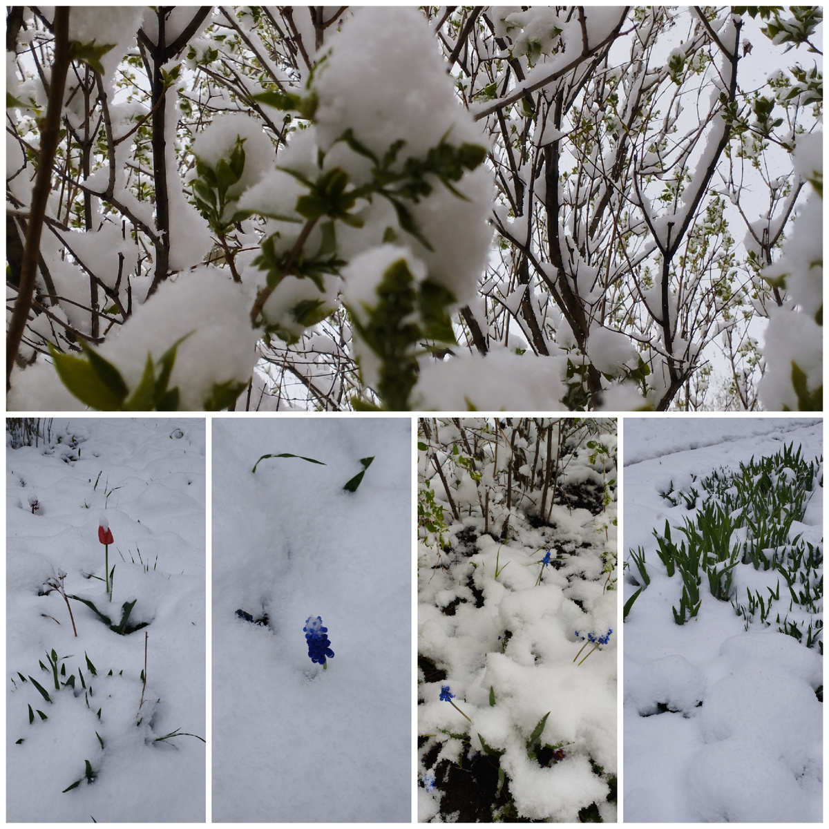 Фото автора. 