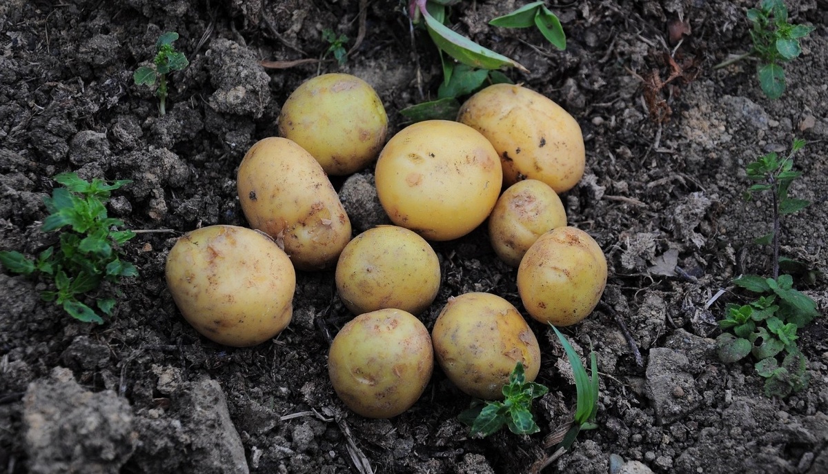    Фото: pixabay.com