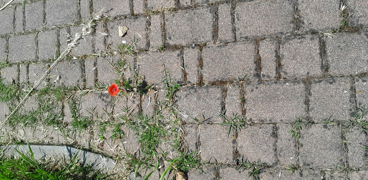 Этот мак растёт на проезжей части. И все его обходят, никто не наступает. Давайте беречь друг друга 