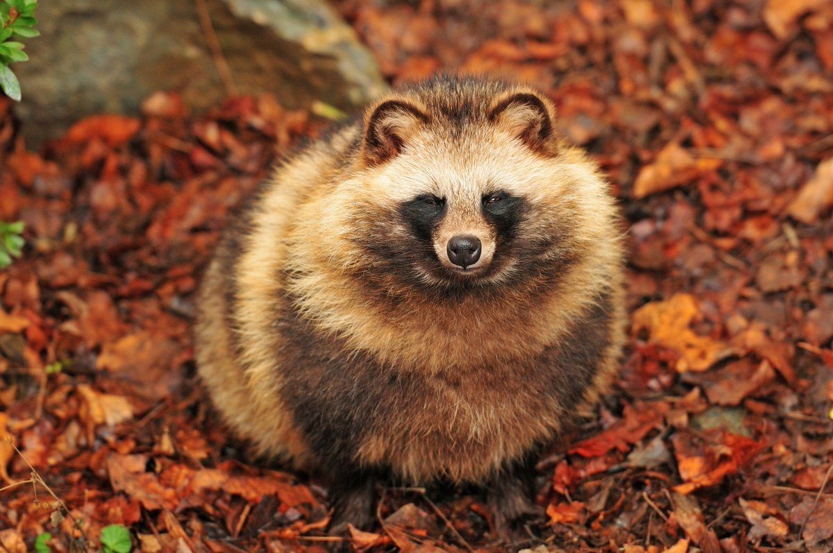 Источник: pinimg.com