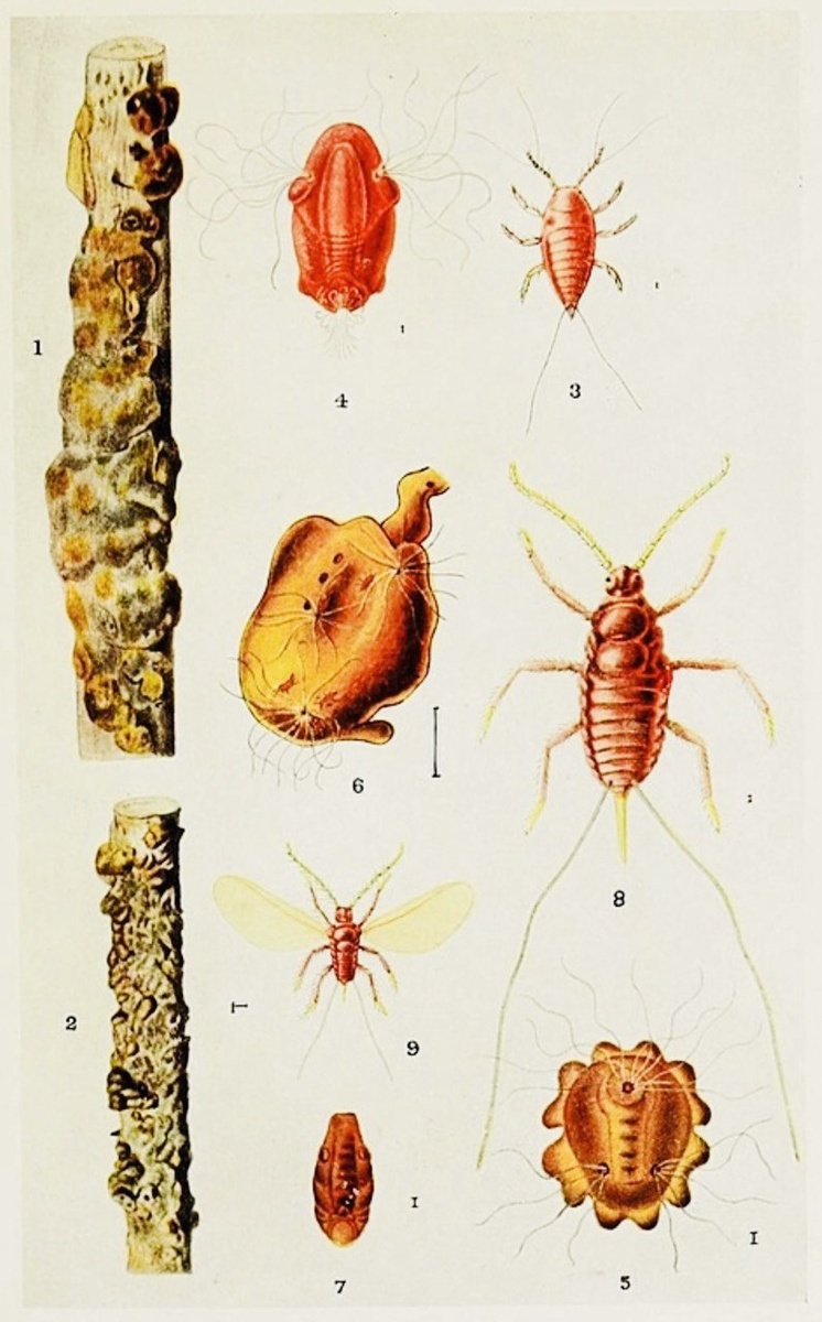Происхождение смолы Шеллак от насекомых Keriidae