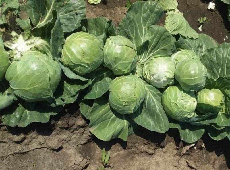    Фото сайта Минсельхоза России admin