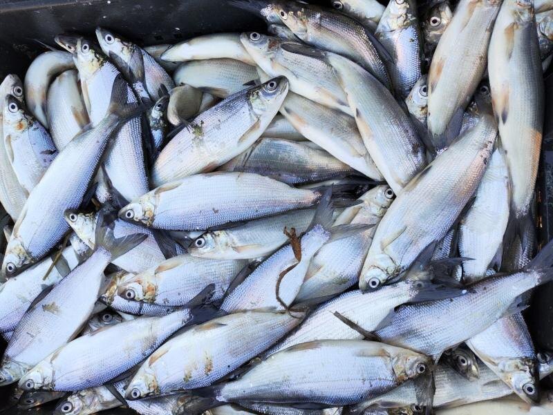    Фото ВНИРО admin