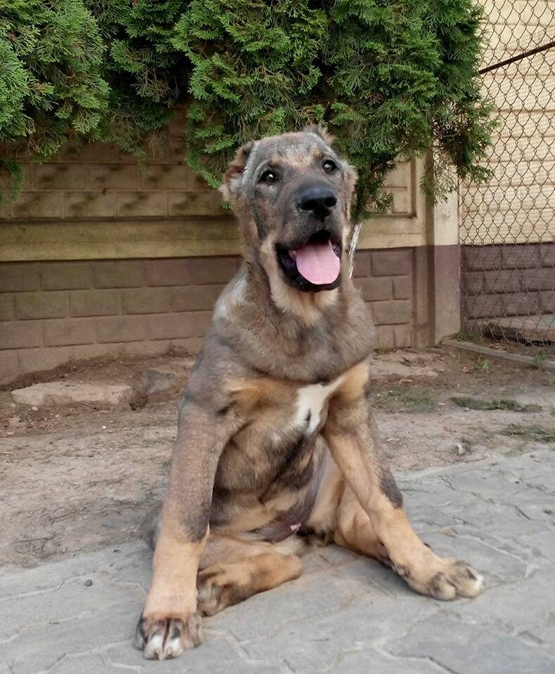 Триша еще у заводчика