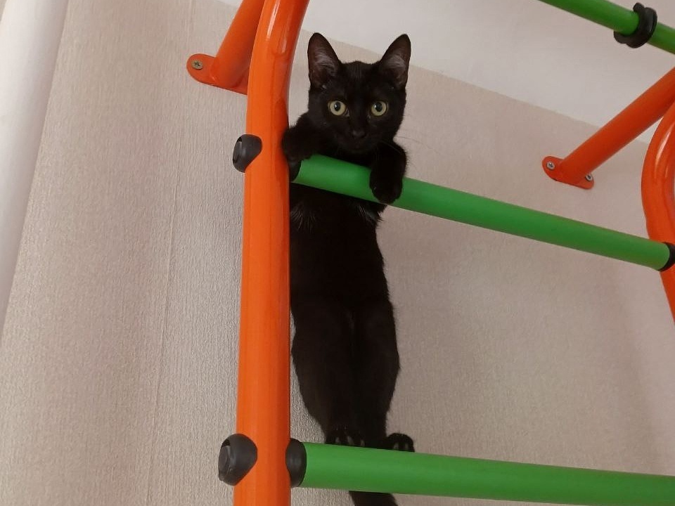 Ася выглядит вполне довольной, но что-то её заставляет иногда огорчать хозяев