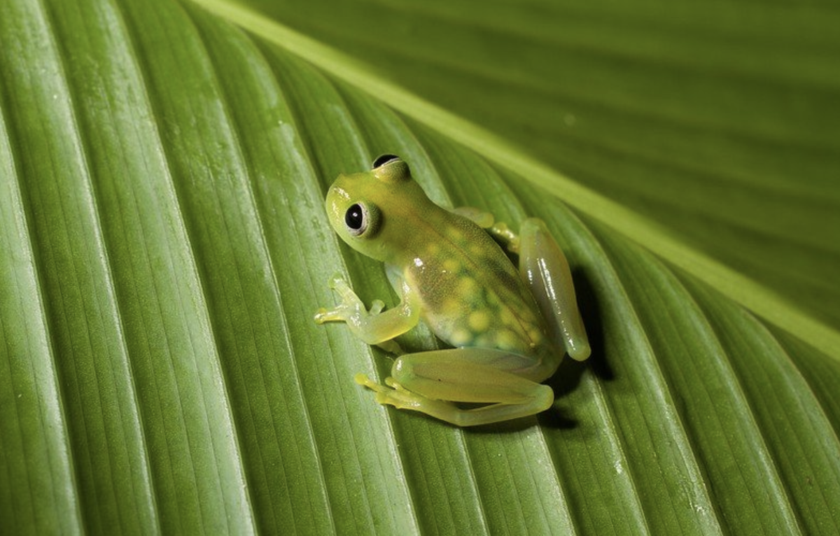 Фото: Brian Gratwicke / Flickr