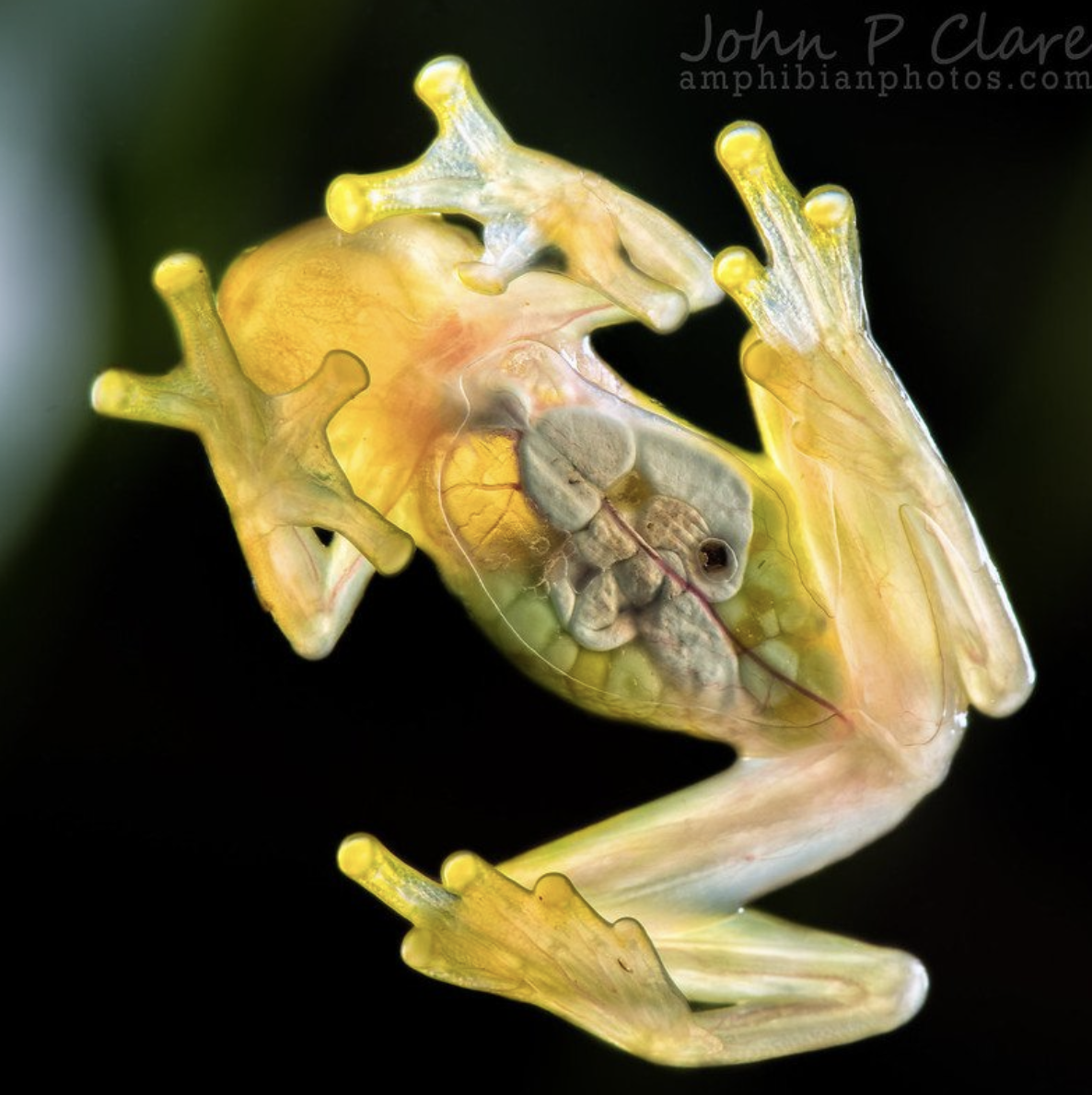 Вид Hyalinobatrachium valerioi из семейства Centrolenidae. Фото: John P Clar / Flickr