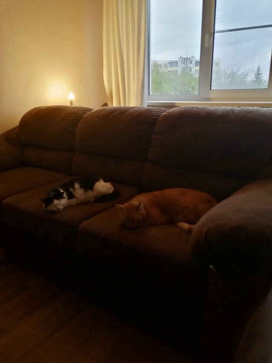 Лиза очень любит лежать рядом с Рысиком. Они прямо друганы стали.