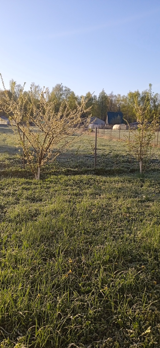 Утренний заморозок