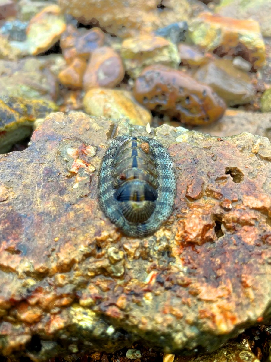 Хитон-змеевидный (по видовому эпитету "pelliserpentis")