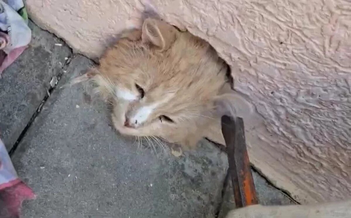    В Новороссийске спасли кота, застрявшего в водосточном сливе