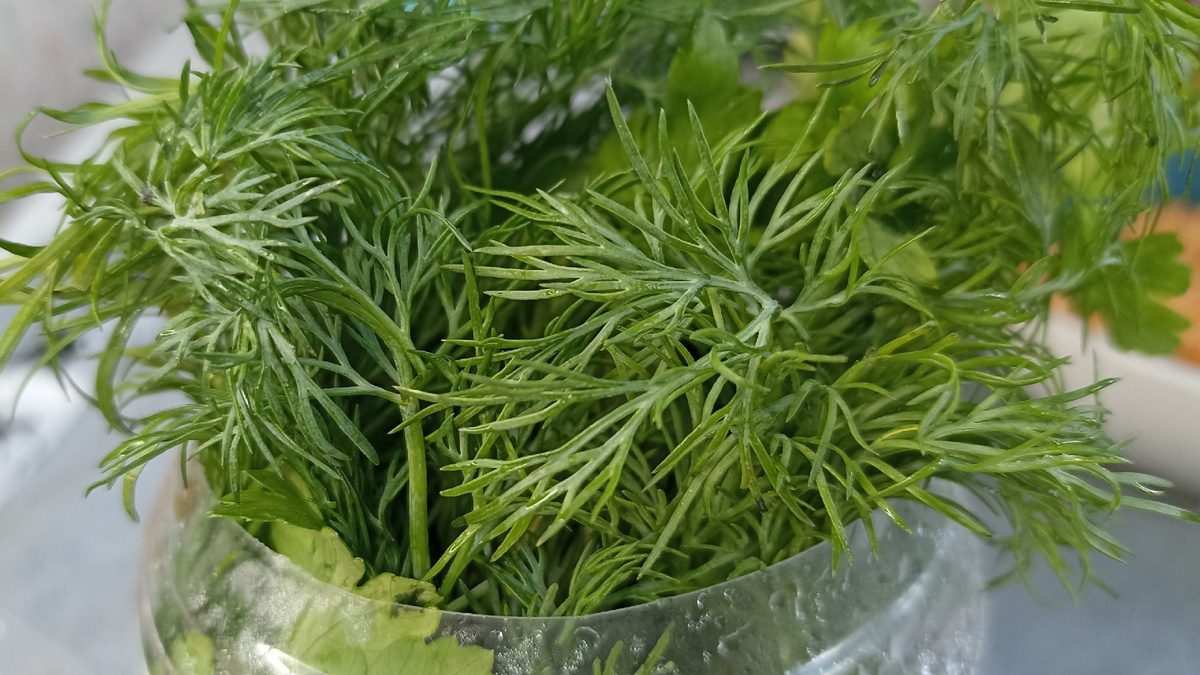 Этому укропу 10 дней с момента покупки