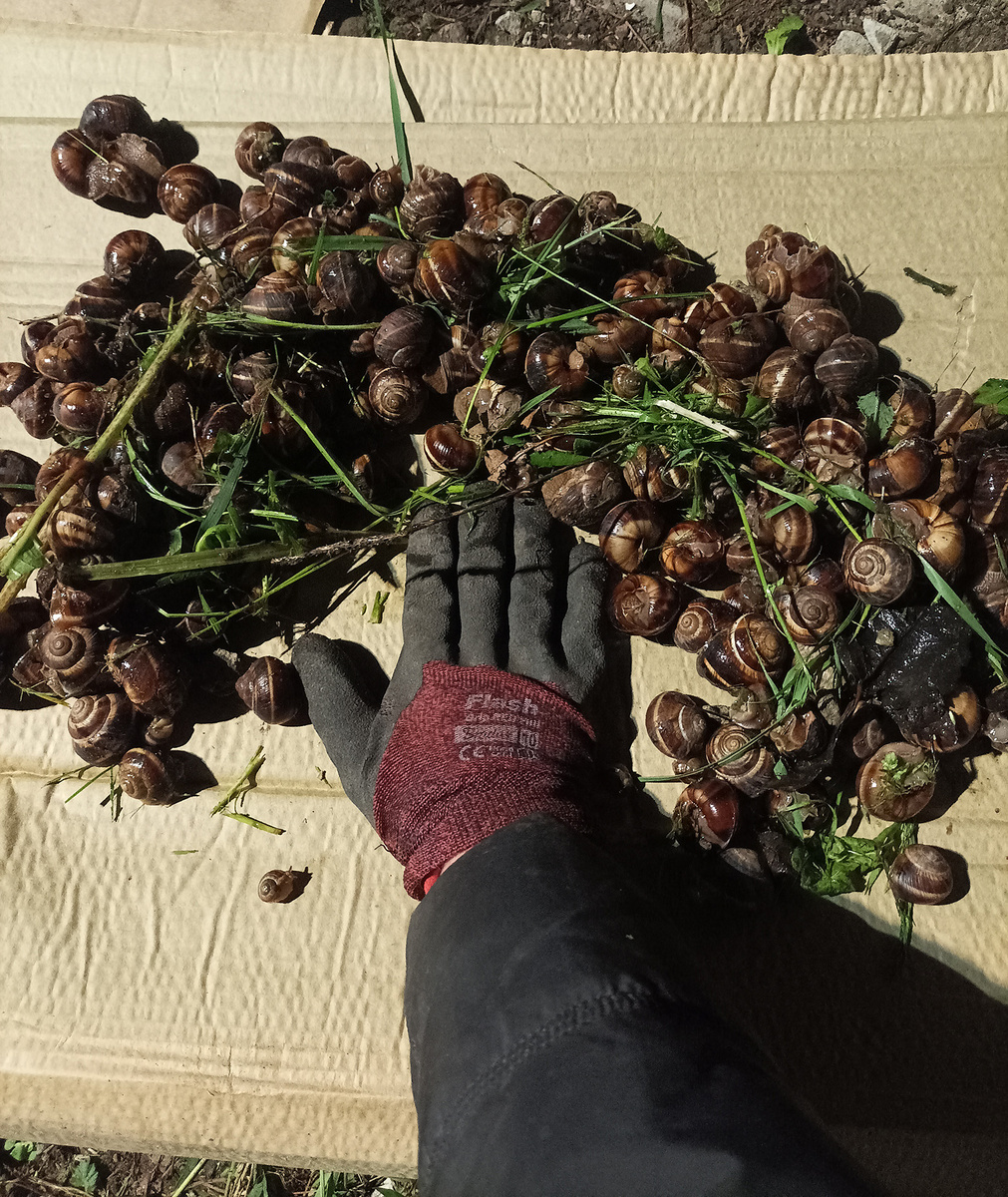 Ручной сбор улиток