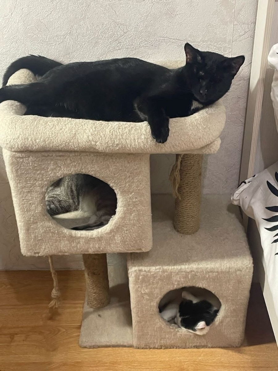 Домашние пушистые проказники устали, отдыхают.