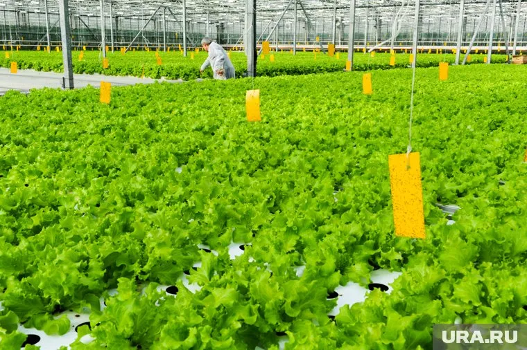 Агроному в Магадане предлагают постоянную работу за 380 тысяч рублей в месяц
Фото: Вадим Ахметов © URA.RU