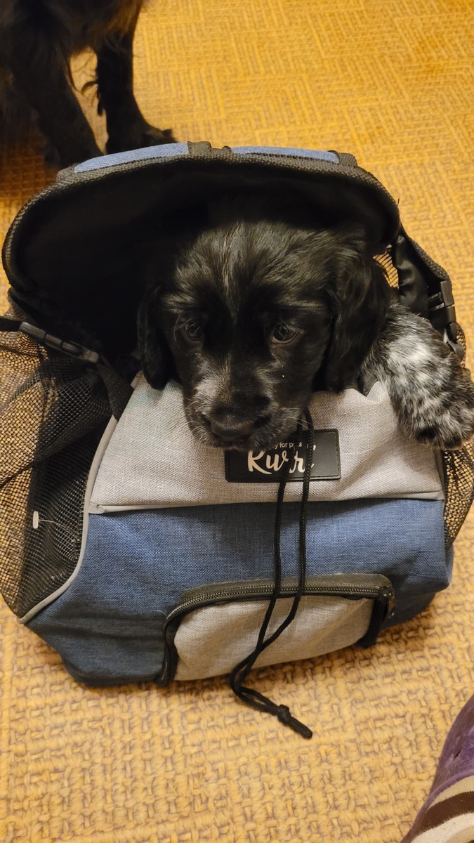 Вот я и в новом доме. Страшненько из сумки вылезать.
