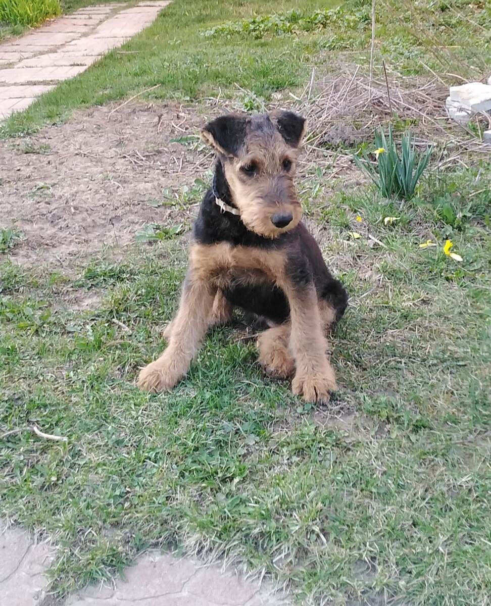 А теперь такая! Кэттилайн Яника нежная, она же Голубая ленточка, и остаток от зацветшего было наивного нарцисса