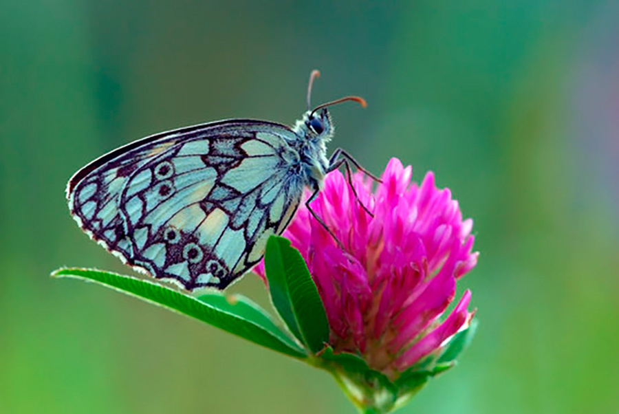     Тепло вернется в Беларусь к маю, но аномальных температур не будет