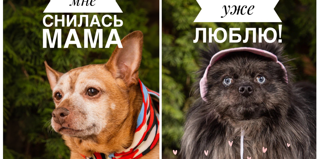 Майский марафон гостевых дней💖 Приглашаем вас в приют за собачкой