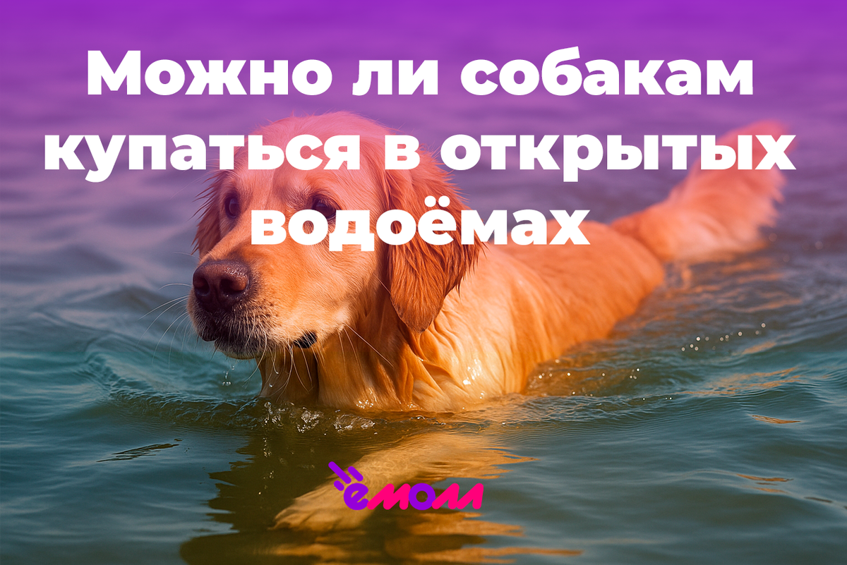 Можно ли собакам купаться в реках, озёрах и прудах?