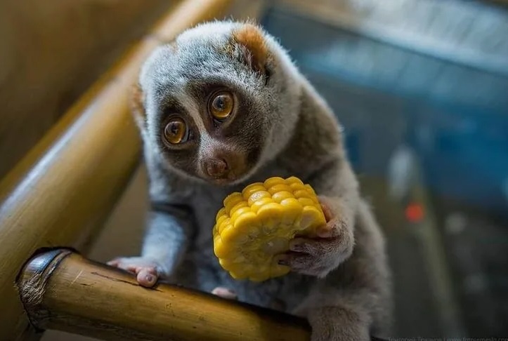 нашла в свободном доступе инета, и не удержалась 