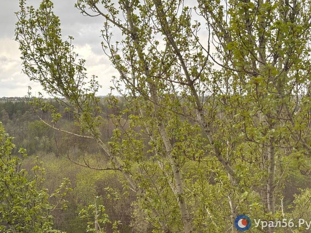    В конце апреля в Оренбурге пошел снег