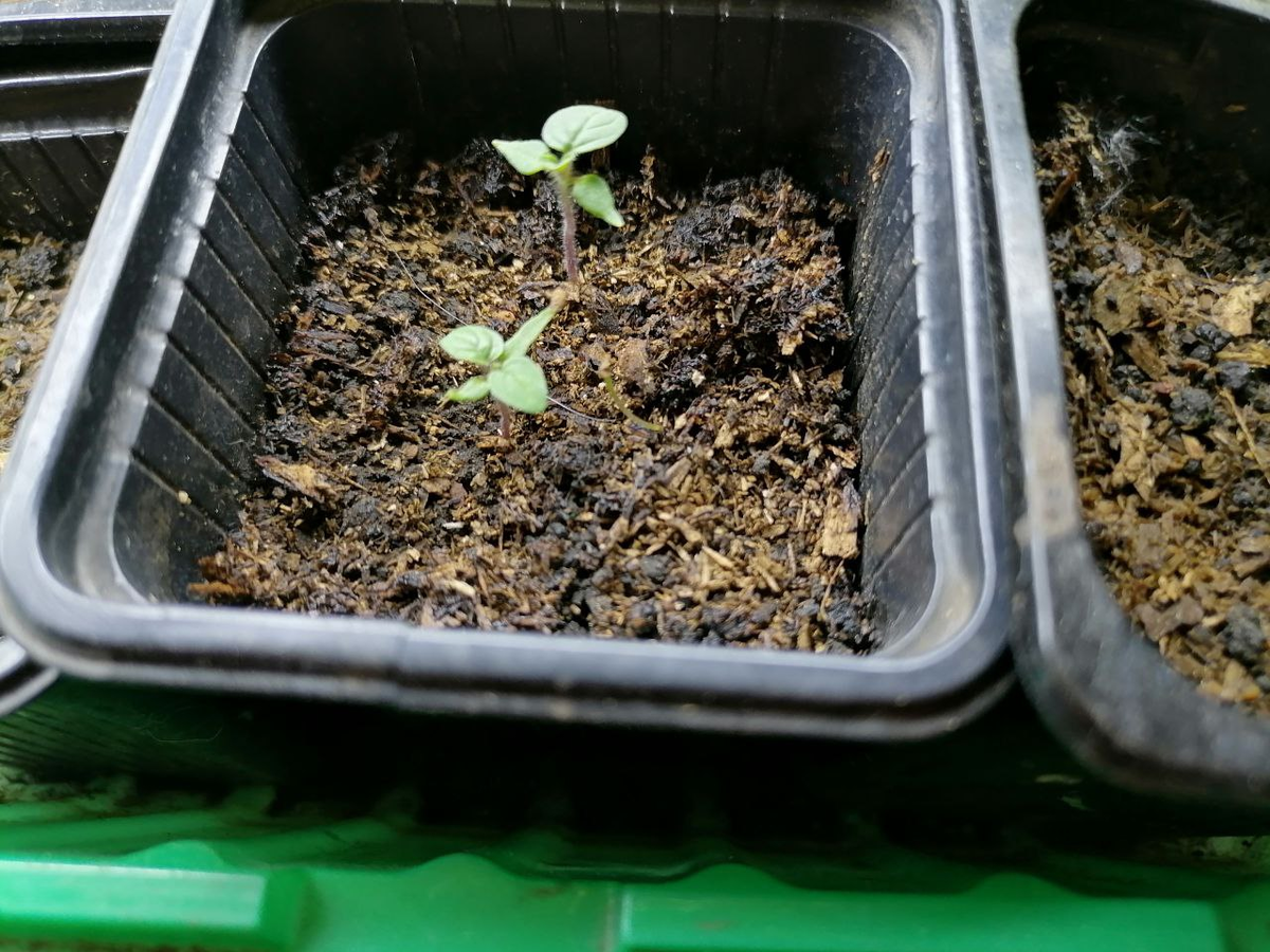 Всходы физалиса из старых семян, фото автора из прошлого года