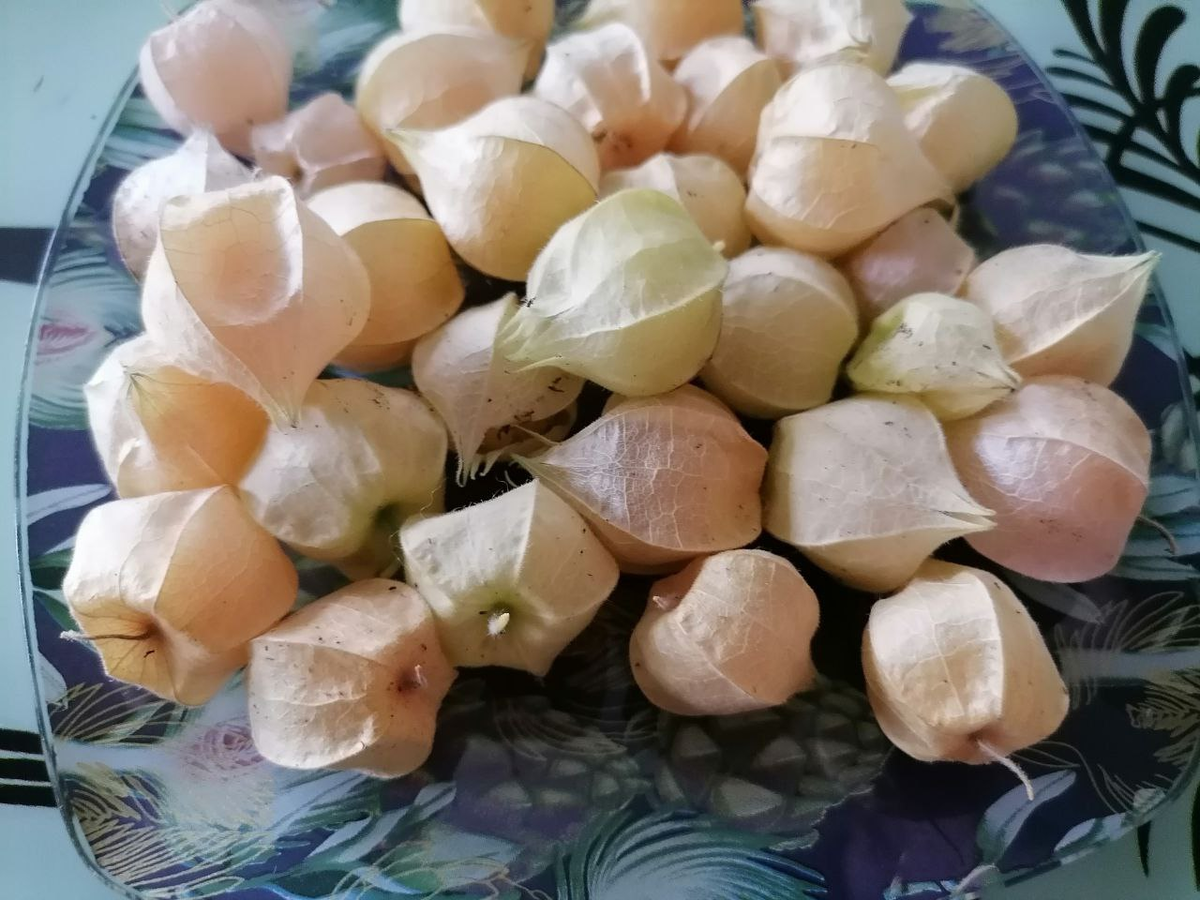 Ягодный физалис, фото автора