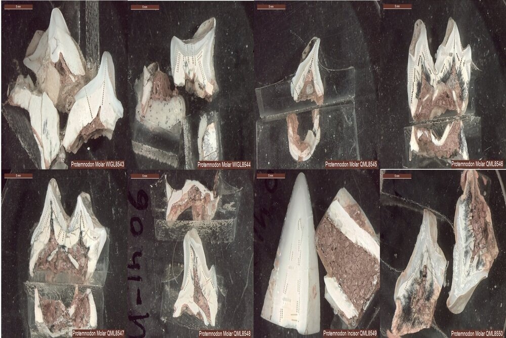     Фото: PLOS One Образцы зубной эмали древних животных разрезанные поперек (перпендикулярно оси роста зуба) для изучения их структуры и состава.