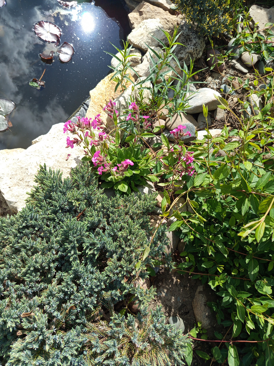 На месте цветущей смолёвки , она и росла😊