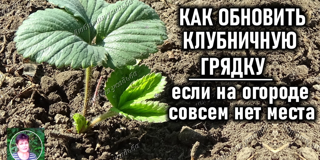 КАК ОБНОВИТЬ СТАРЕЮЩУЮ КЛУБНИКУ ЕСЛИ НЕТ МЕСТА ДЛЯ НОВОЙ ГРЯДКИ