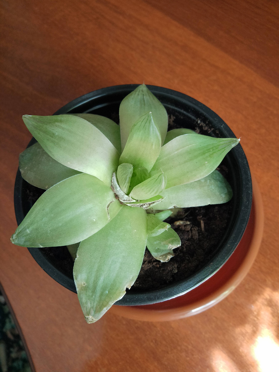 Хавортия автора. Бедолага. Надеюсь, выживет