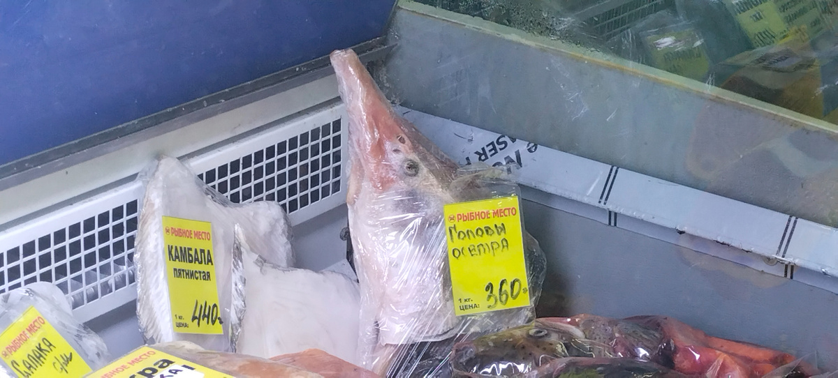 Голова осётра