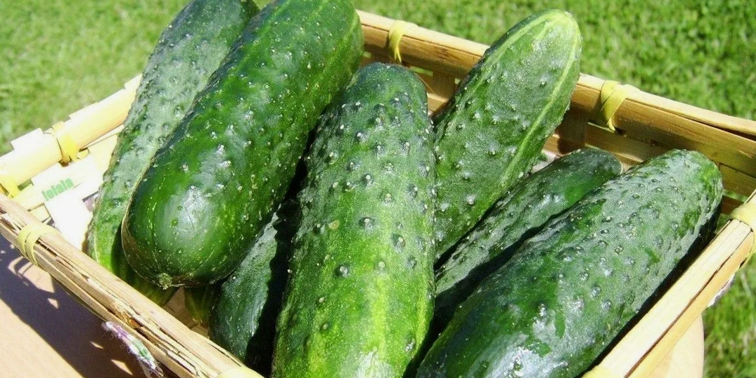 Нужно ли чистить огурцы?