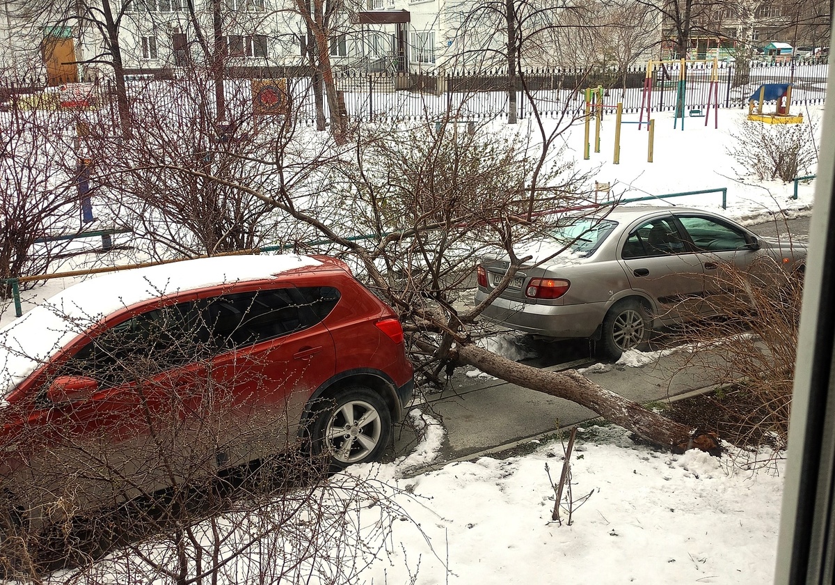 Во дворе на Кропоткина, 130/2 в предыдущий шторм несчастное растение упало аккурат между двух припаркованных автомобилей. Фото читателя «Новой Сибири».