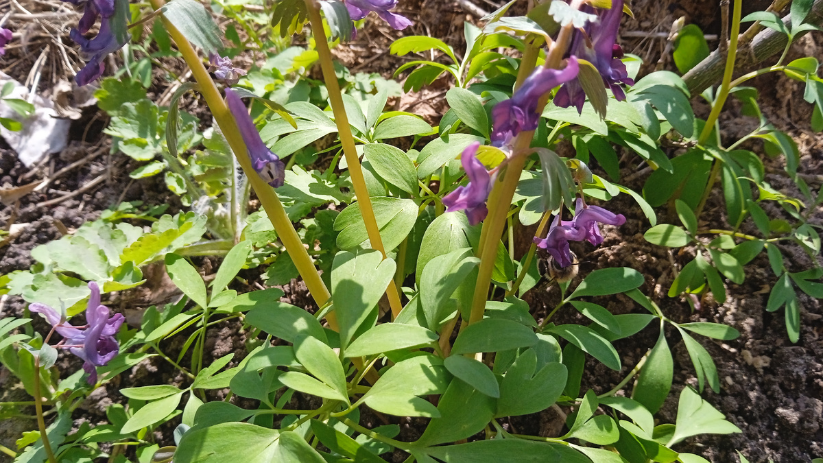 Хохлатка плотная под яблоней