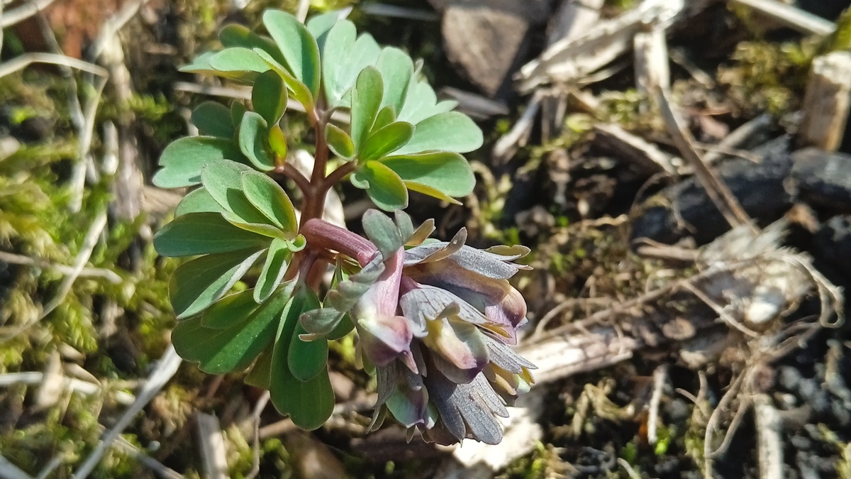 Хохлатка плотная