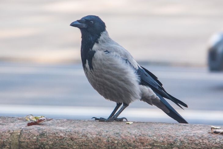 Фото: ТУТ НЬЮС