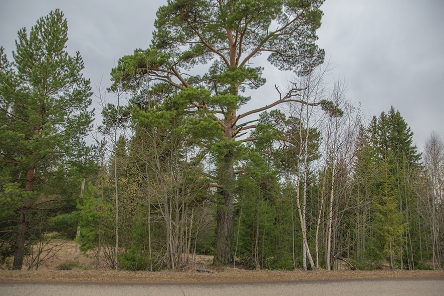 Чуралудская сосна