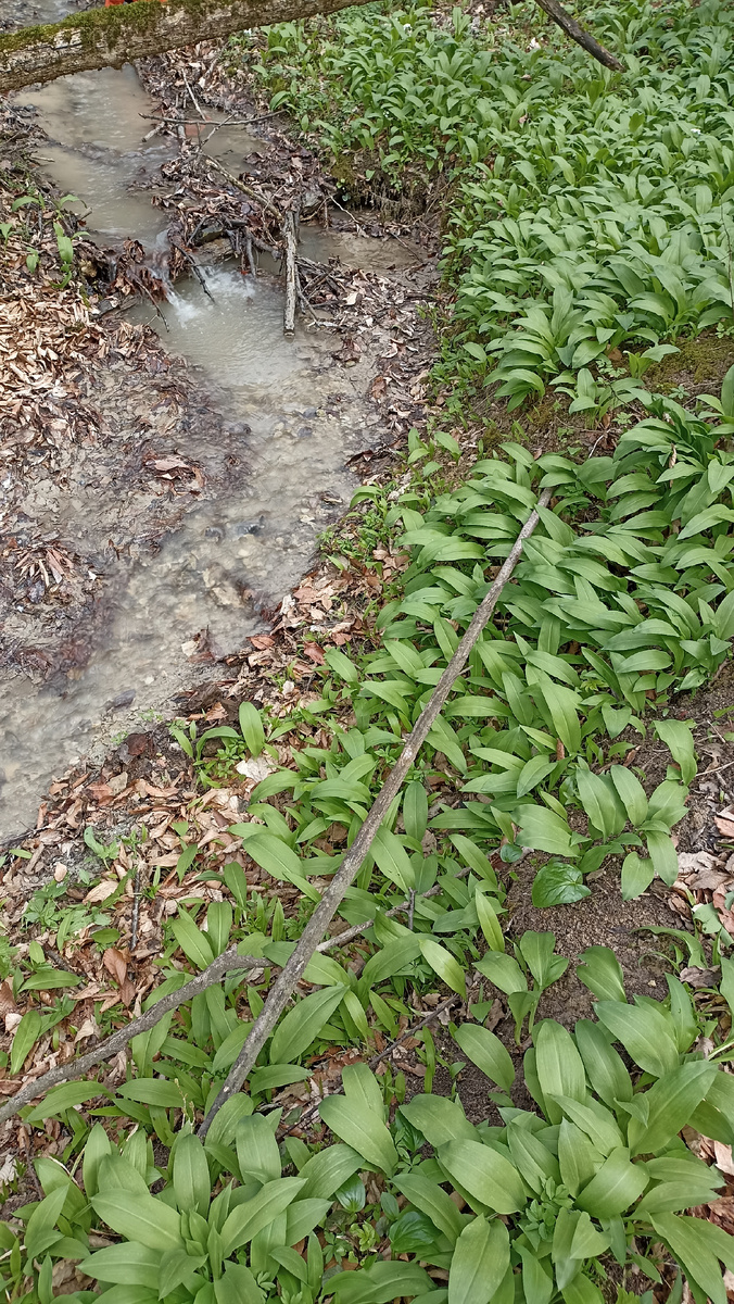 Весной черемша расстилается необъятным ковром по предгорным лесам Кавказа 