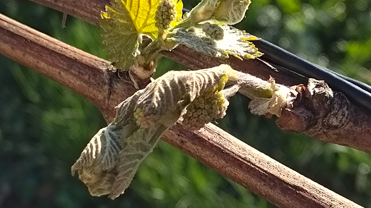 Погибший этой ночью побег соседствует с подмороженным, но пока живым 