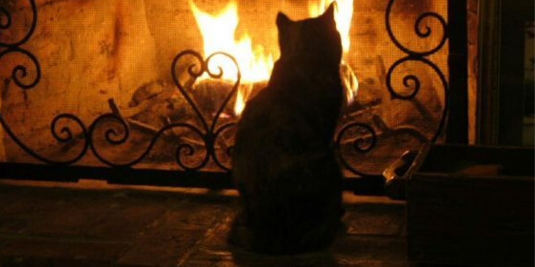 Кот познается в беде. Домашний питомец помог подростку, когда люди не смогли