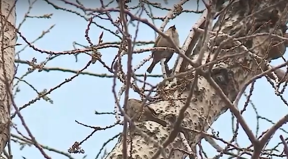     Красноярцев на неделе ждёт переменчивая погода с порывистым ветром и дождём