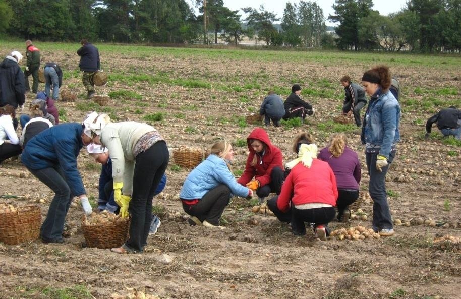 Студенты «на картошке».