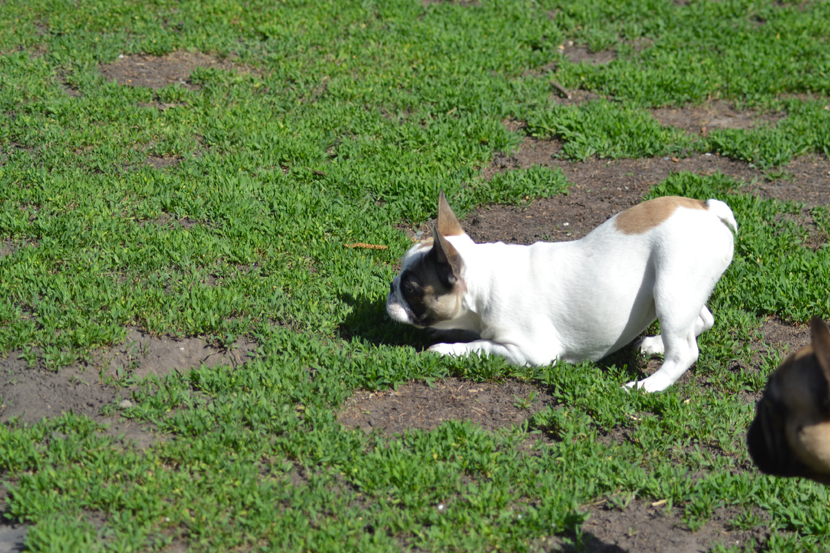 Белка "в засаде"