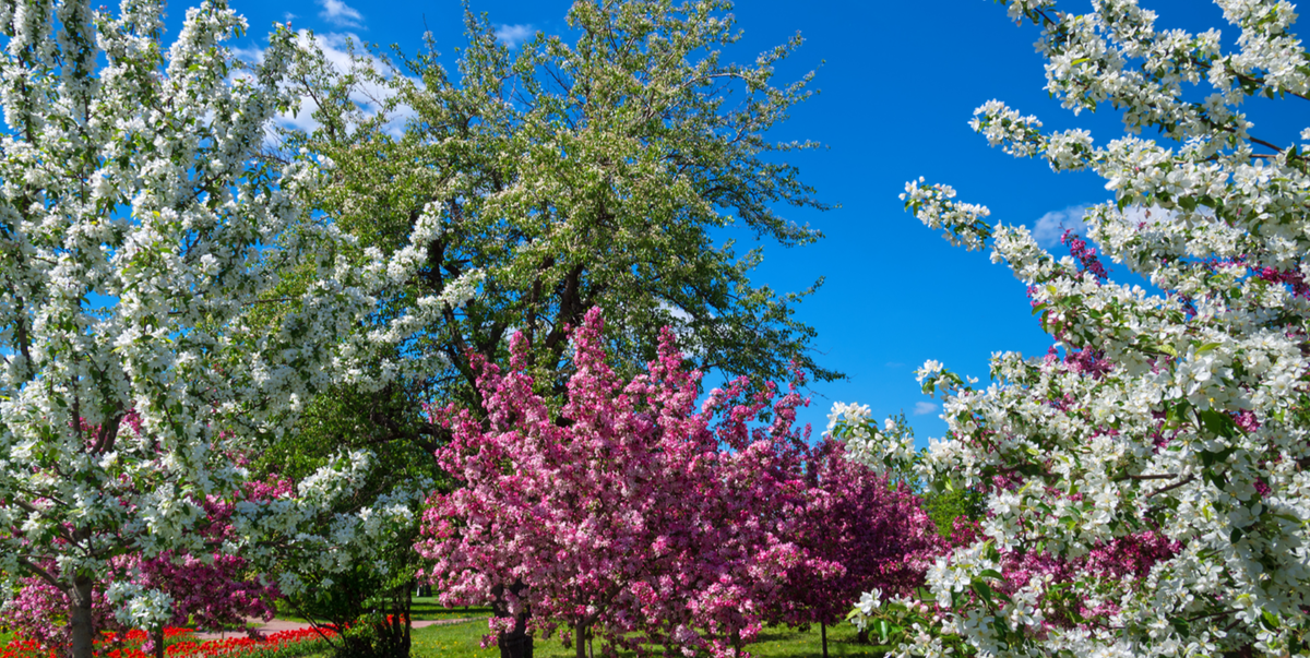 цввветущий сад