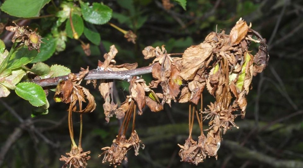 монилиоз косточковых